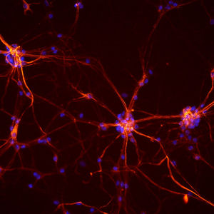 mouse neurons