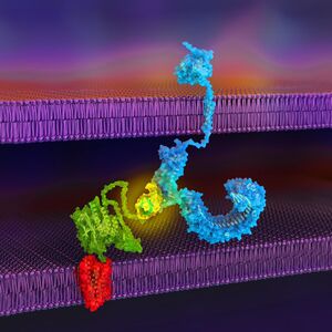 cell-surface receptor