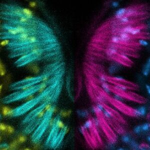 fruit fly models