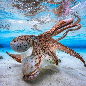 Octopus in the water